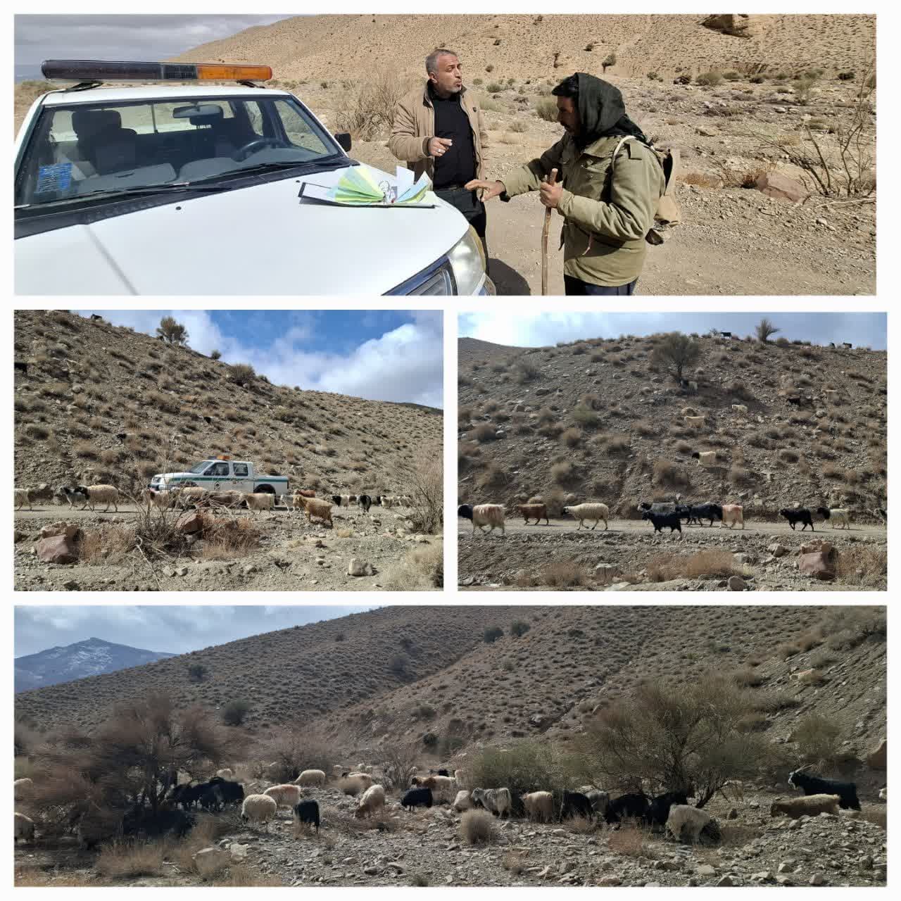 جلوگیری از چرای غیر مجاز دام در مرتع ییلاقی کوه جور شهرستان کوهبنان 