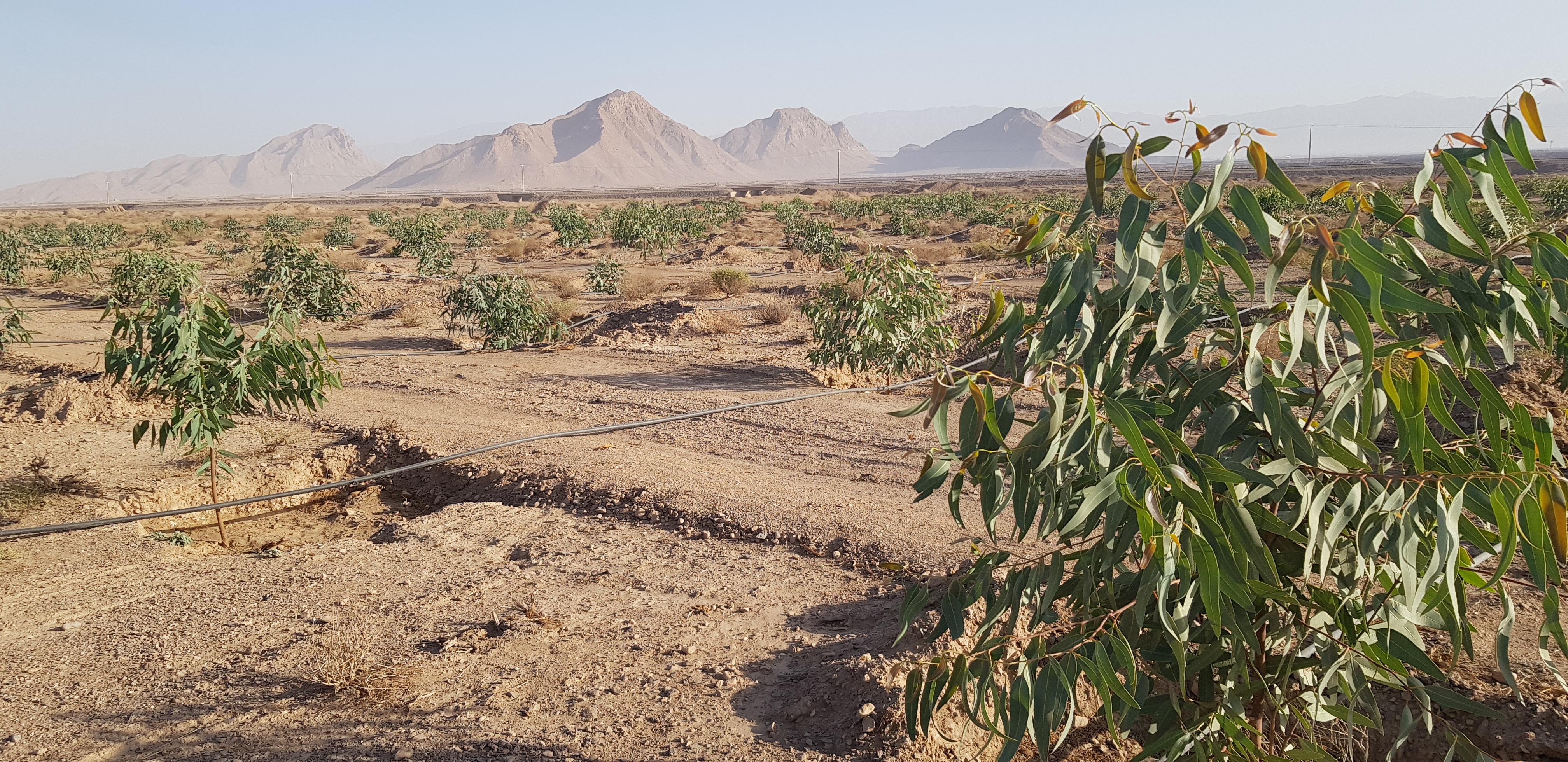 گالری زراعت چوب